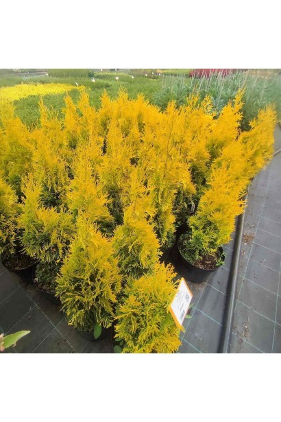 Туя західна Янтар  - 5л/вис.40-55см/Ø20-25см